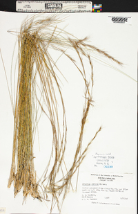 Aristida stricta image