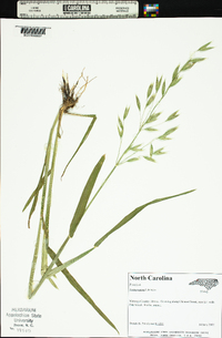 Avena sativa image