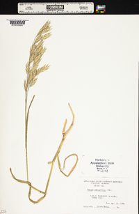 Bromus catharticus image