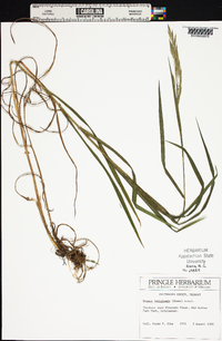 Bromus latiglumis image