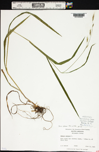 Bromus purgans image