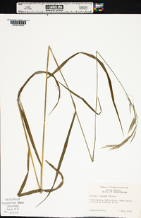 Bromus ramosus image