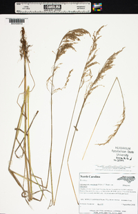 Calamagrostis canadensis var. canadensis image