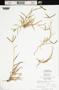 Dactyloctenium aegyptium image