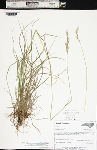 Danthonia sericea image