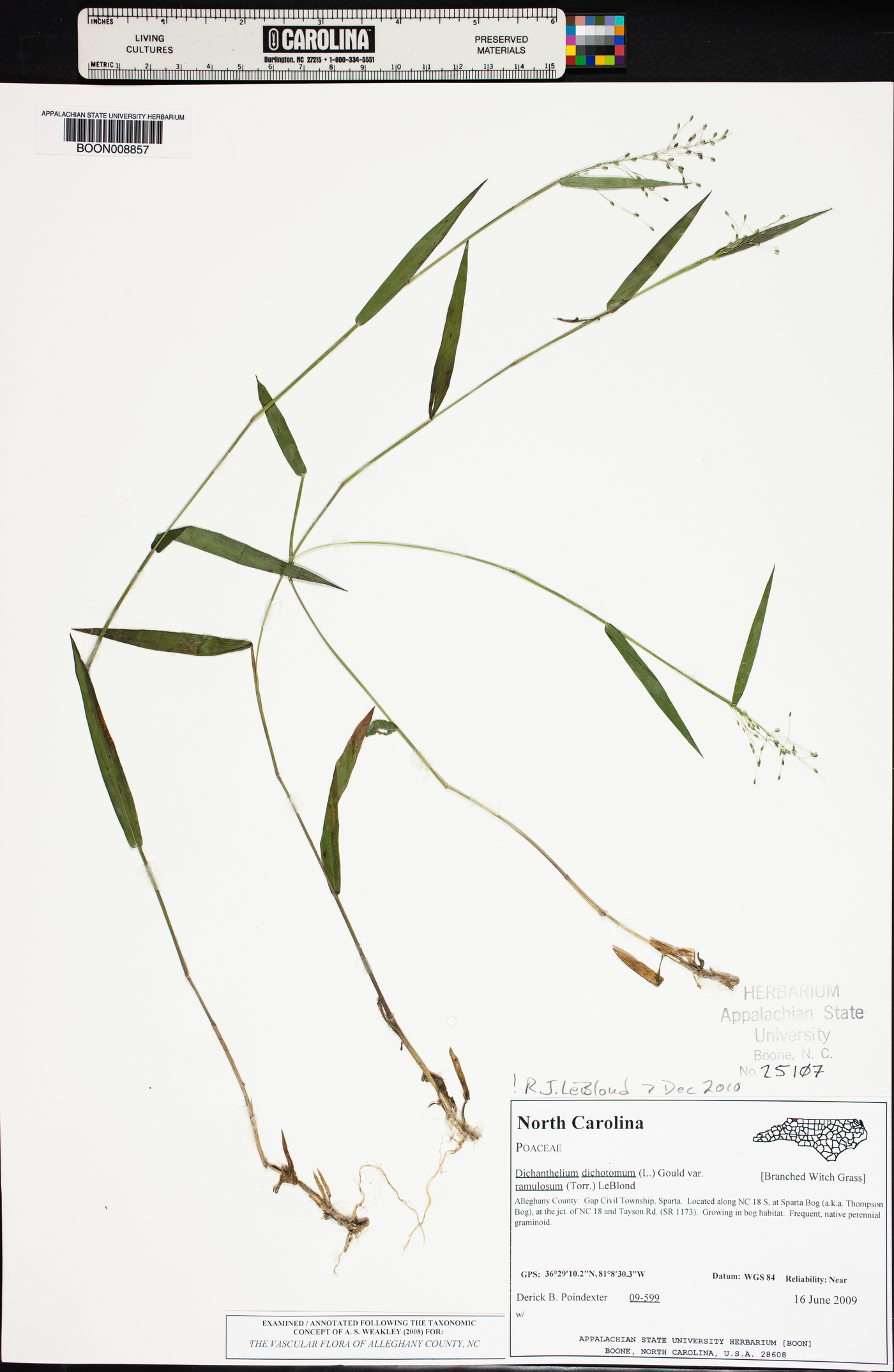 Dichanthelium dichotomum var. ramulosum image