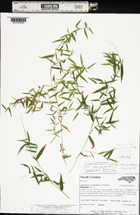 Dichanthelium dichotomum var. ramulosum image