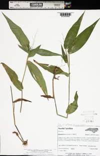 Dichanthelium latifolium image