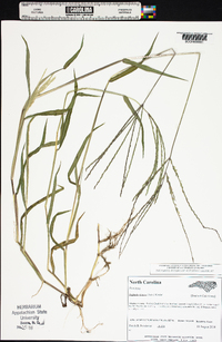 Digitaria ciliaris image