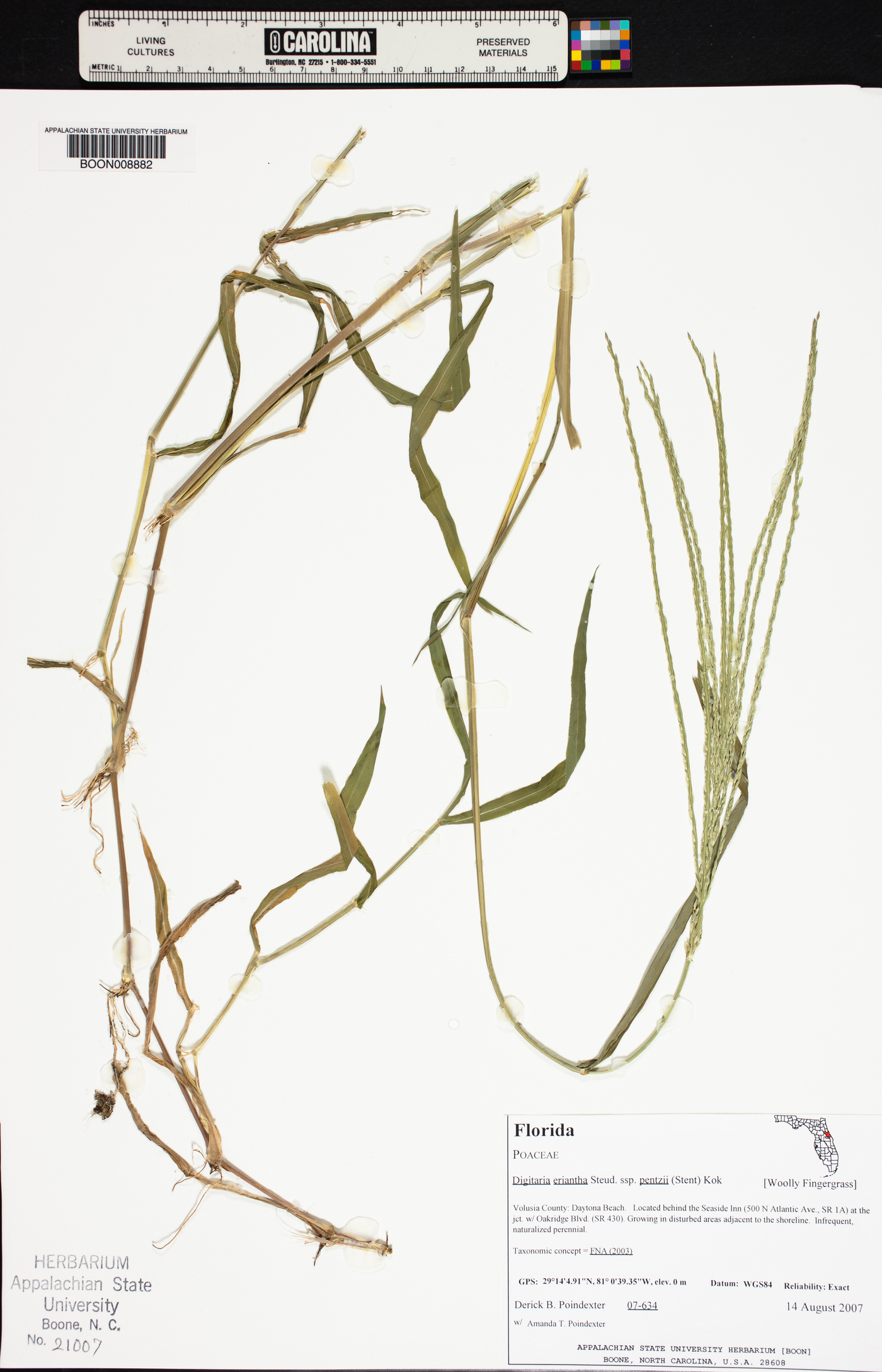 Digitaria eriantha subsp. pentzii image