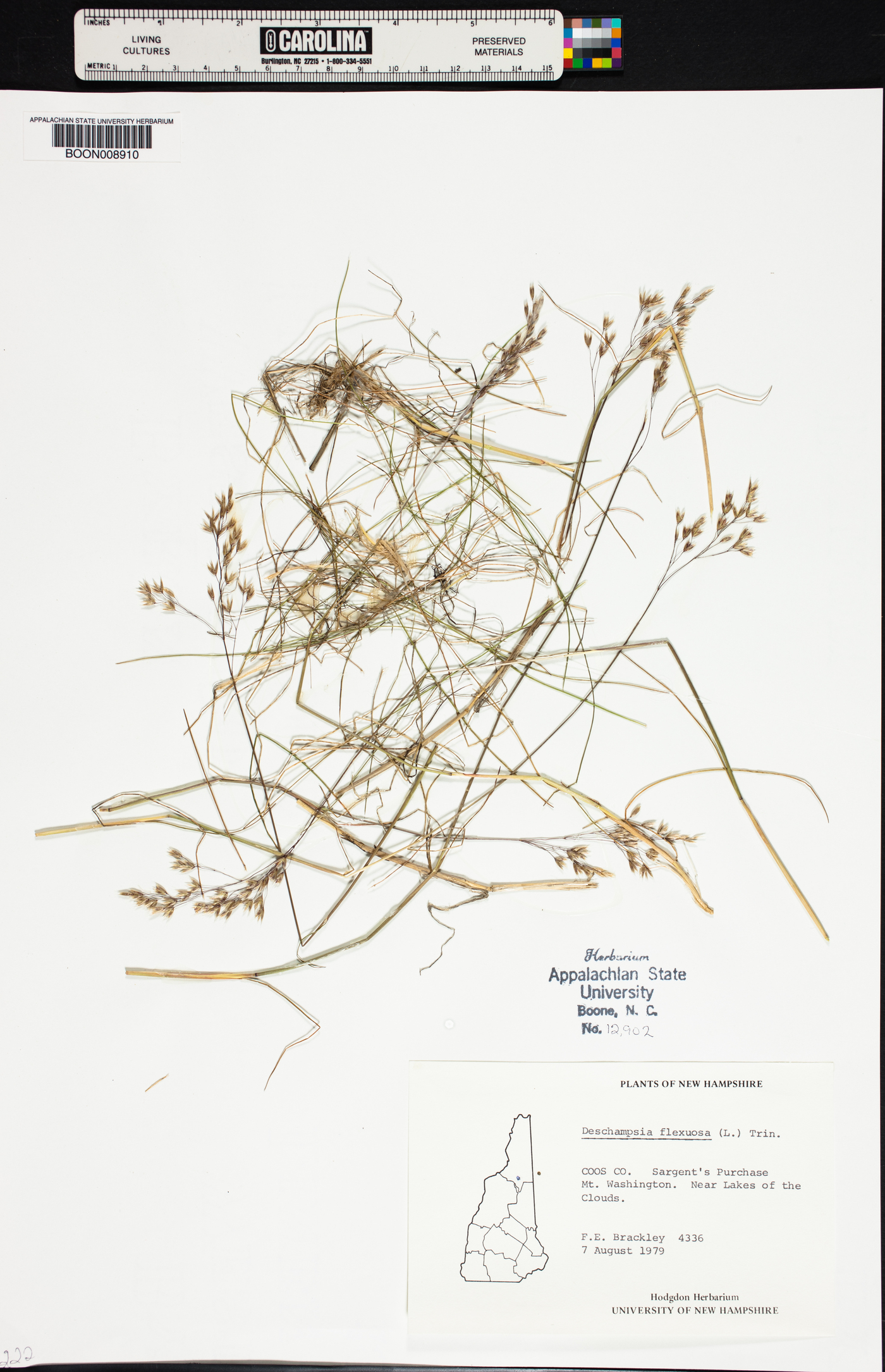 Deschampsia flexuosa image