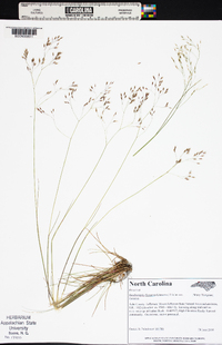 Deschampsia flexuosa var. flexuosa image