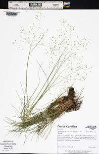 Deschampsia flexuosa image