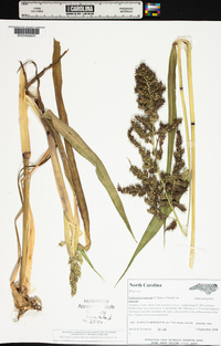 Echinochloa muricata var. muricata image