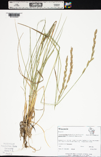 Elymus lanceolatus image