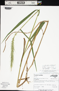 Elymus riparius image