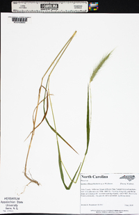 Elymus villosus image