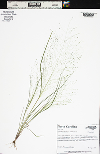 Eragrostis capillaris image