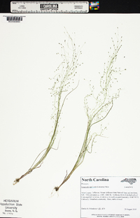 Eragrostis capillaris image