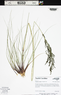 Eragrostis curvula image