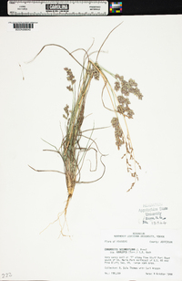 Eragrostis secundiflora image