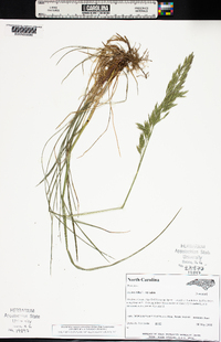 Festuca rubra image