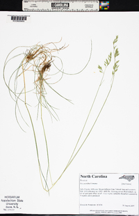 Festuca rubra image