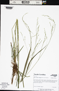 Festuca subverticillata image