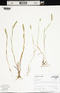 Hordeum pusillum image