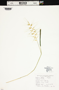 Elymus hystrix image