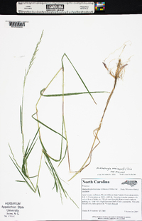 Muhlenbergia mexicana image