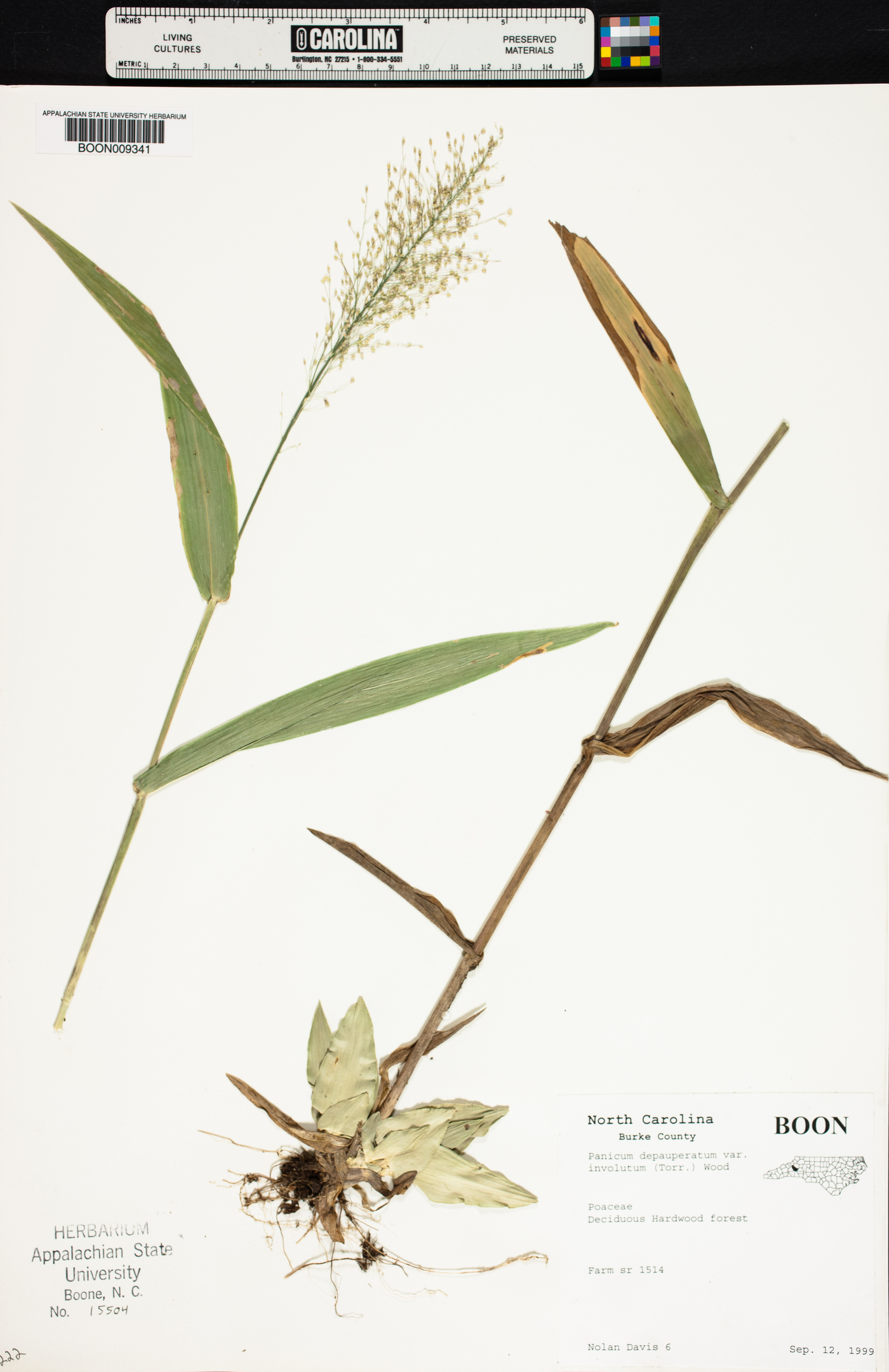 Panicum depauperatum var. involutum image