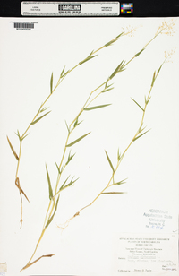 Panicum dichotomum image