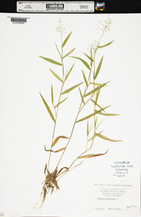 Panicum dichotomum image