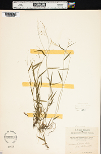 Panicum lucidum image