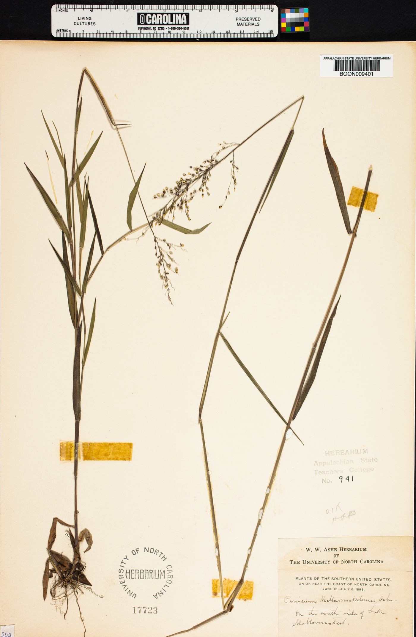 Panicum mattamuskeetense image