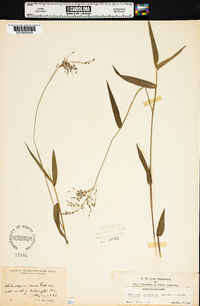 Panicum mutabile image