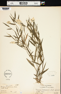 Panicum nashianum image