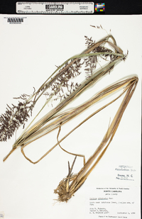 Panicum stipitatum image