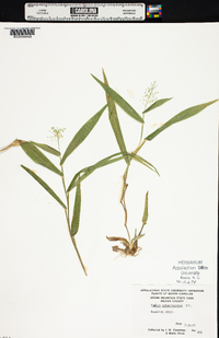 Panicum sphaerocarpon image