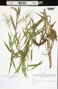 Dichanthelium scoparium image