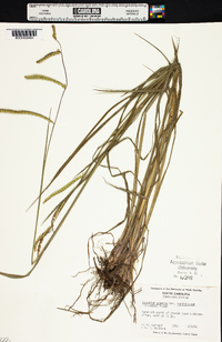 Paspalum praecox var. curtisianum image