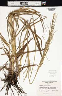 Paspalum urvillei image