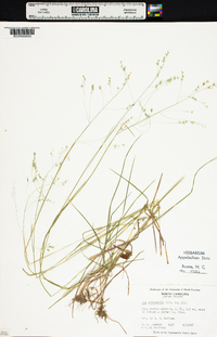 Poa autumnalis image