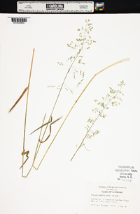 Poa autumnalis image