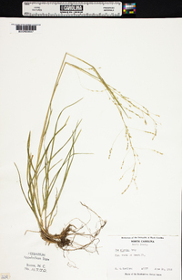 Poa alsodes image