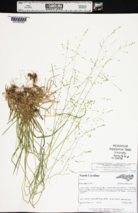 Poa alsodes image