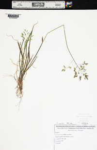 Poa cuspidata image