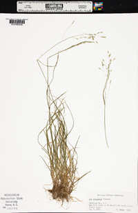 Poa cuspidata image