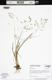 Poa cuspidata image